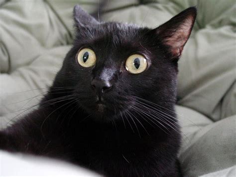 black cat meme face|funny black cat memes.